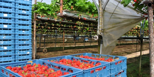 Aardbeien zitten vol antioxidanten